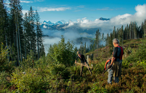 Waldarbeitswoche Naturfreunde Schweiz