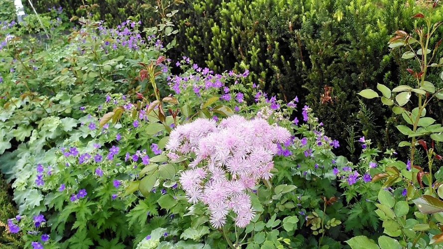 Laubengang im Rosengarten