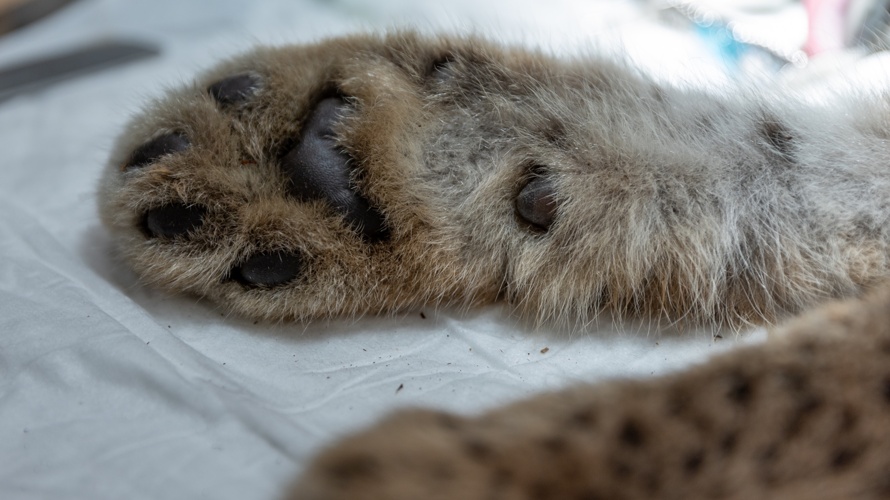 Les lynx ont besoin de vous, aidez-nous !