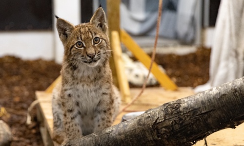 Les lynx ont besoin de vous, aidez-nous !