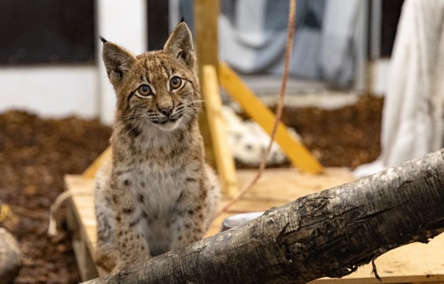 Les lynx ont besoin de vous, aidez-nous !