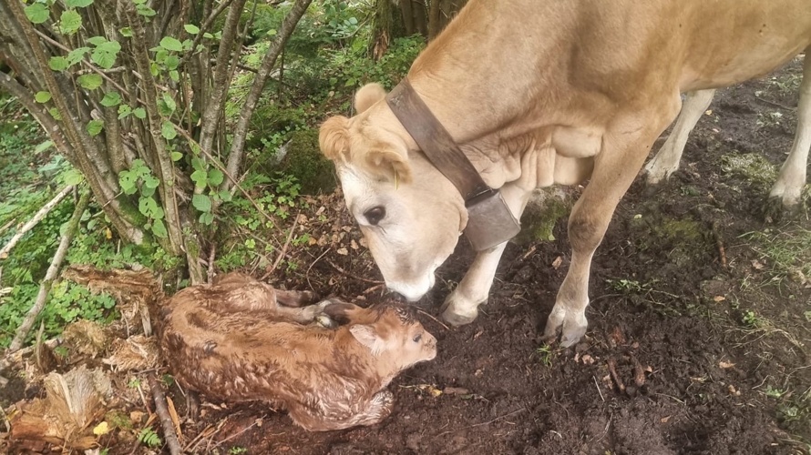 Tiersuche mit Wärmebilddrohne im Kanton Uri in unwegsamem Gelände