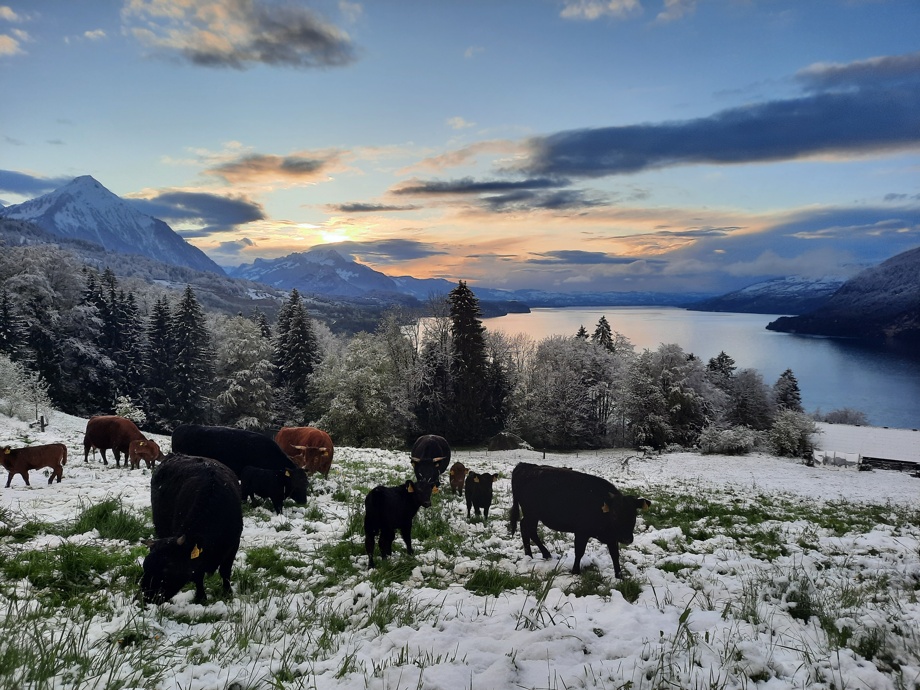 Ein Tag mit Bergbauernfamilie Dietrich ** www.weidefleisch.ch