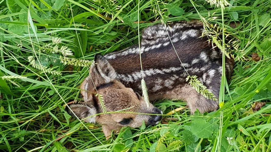 Rehkitzrettung Zentralschweiz