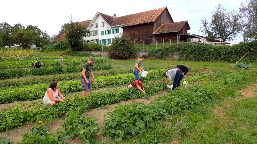 Permakultur Solawi Rütiwies