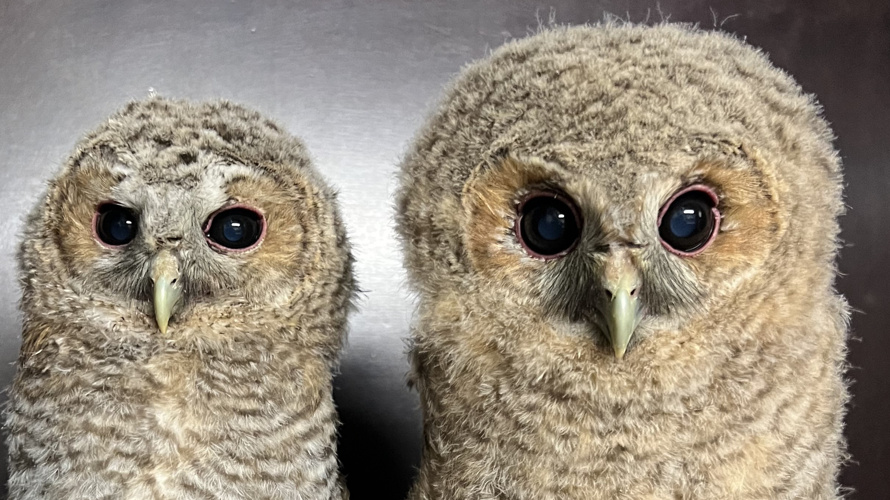 Hilf uns den einheimischen Wildtieren zu helfen