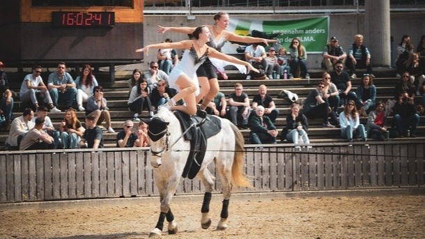 Unser Dresd N zurück in den Voltige-Sport