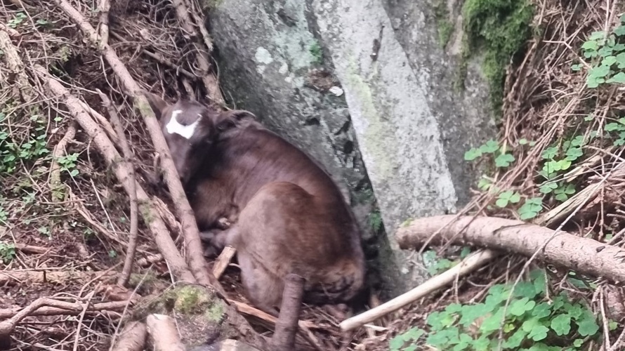 Tiersuche mit Wärmebilddrohne im Kanton Uri in unwegsamem Gelände