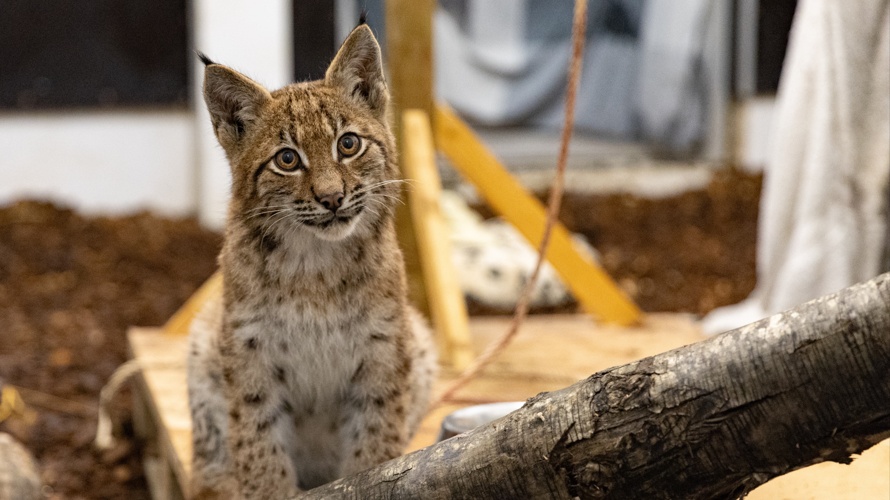 Les lynx ont besoin de vous, aidez-nous !