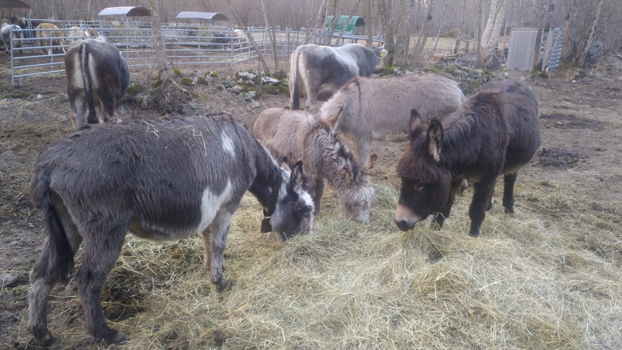 ricostruiamo una stalla ai nostri animali!